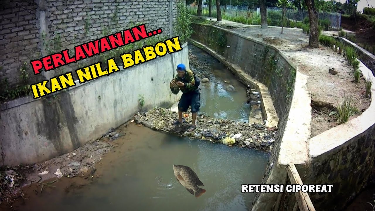 MANCING ONLINE Eps.85 Strike Ikan nila di sungai belakang retensi ciporeat bandung timur