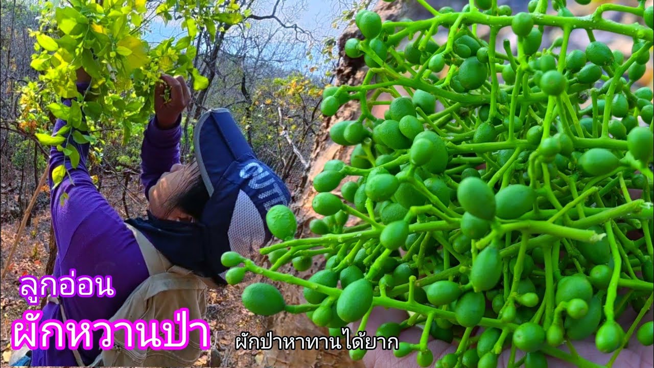 ว๊าว!!ไม่คิดว่าจะเจอ: ลูกอ่อนผักหวานป่าเต็มต้น 