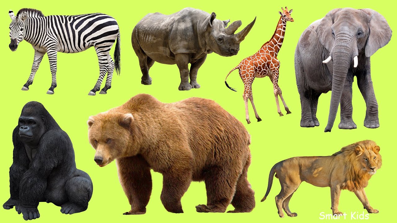 Learn names Zoo Animals in English  | Learn Sounds of Zoo Animals for Kids