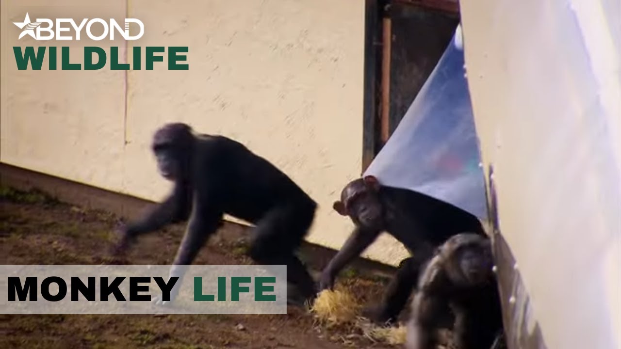 S5E04 | Hananya's Group Are Let Loose |  Monkey Life | Beyond Wildlife