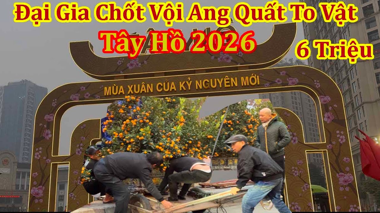 Đại Gia Chốt Vội Ang Quất To Vật Chợ Hoa Xuân Lạc Long Quân Hà Nội