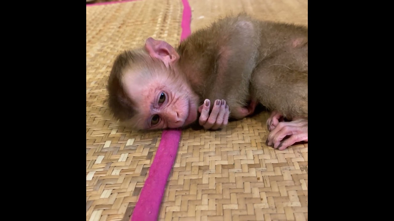 Super Angry Baby Monkey To His Mom #monkey #baby #love