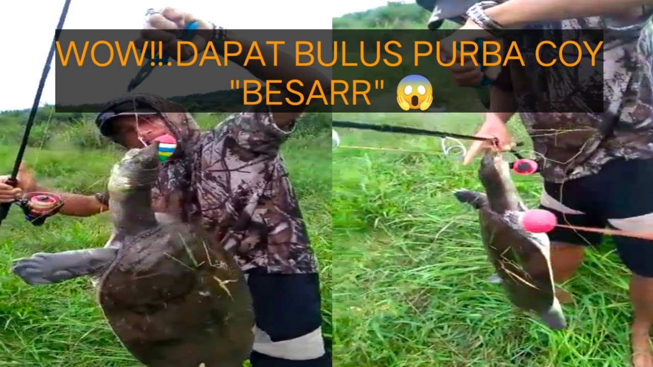 AMAZING!! MANCING DAPAT LABI-LABI/BULUS PURBA BESAR...BORNEO KALTENG|| REJEKI PEMANCING