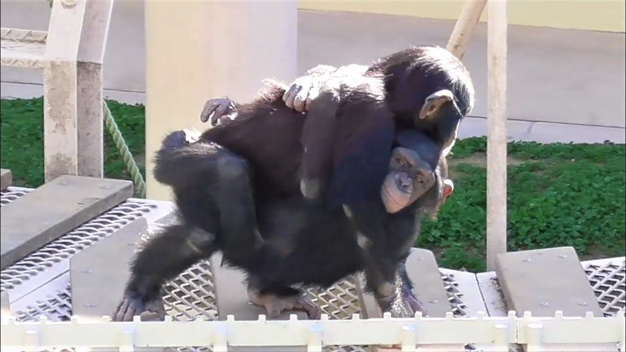 チンパンジー ふたりは なかよし 28 かわいい双子姉妹  Chimpanzee  They get along well. Cute twin sisters カランコエ