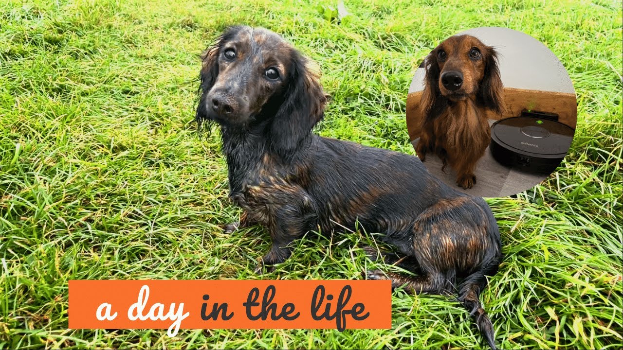 Is Norma Toilet Trained at 5 Mths Old? | Miniature Dachshund UK 