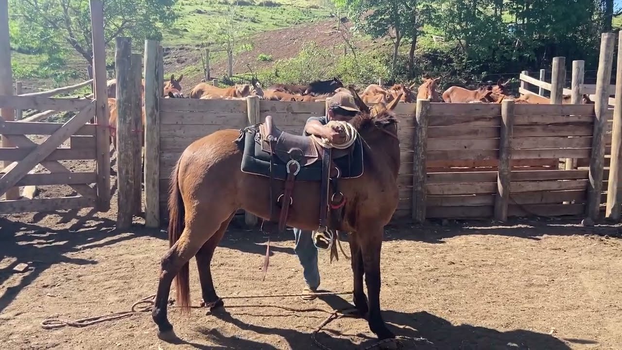 “A Mula Brava segue desafiando os Domadores”