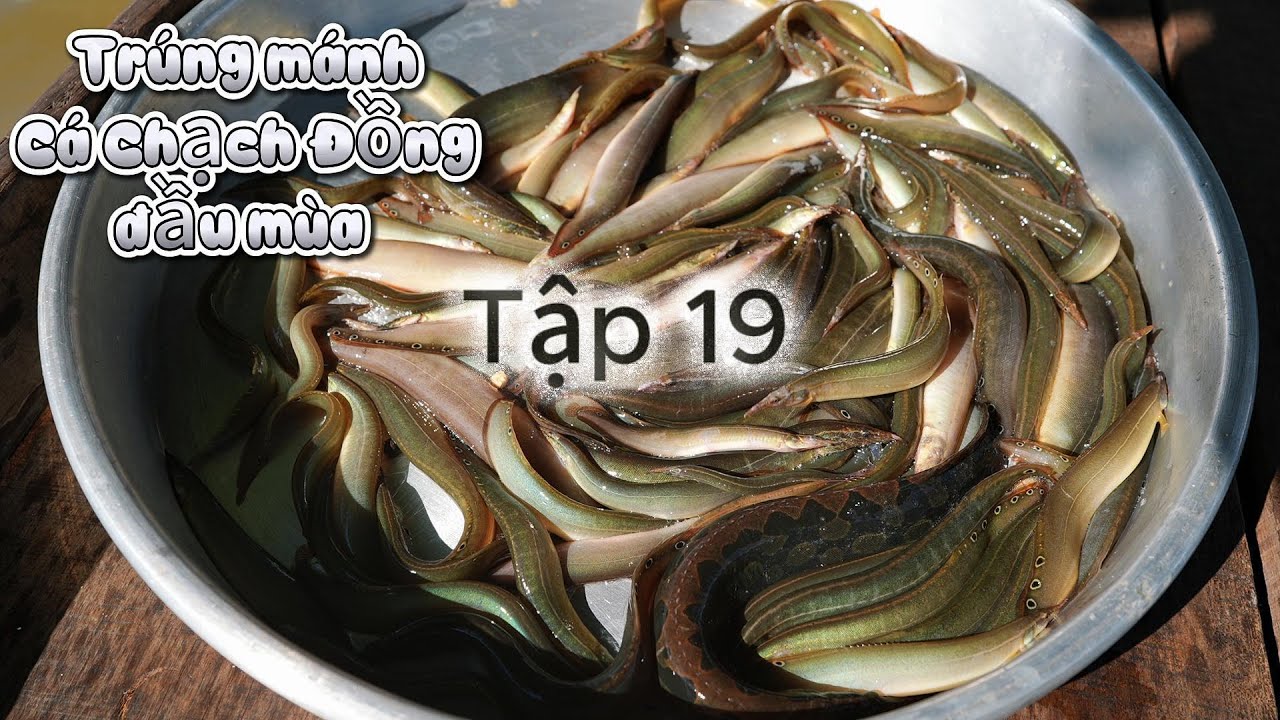 cuộc sống 