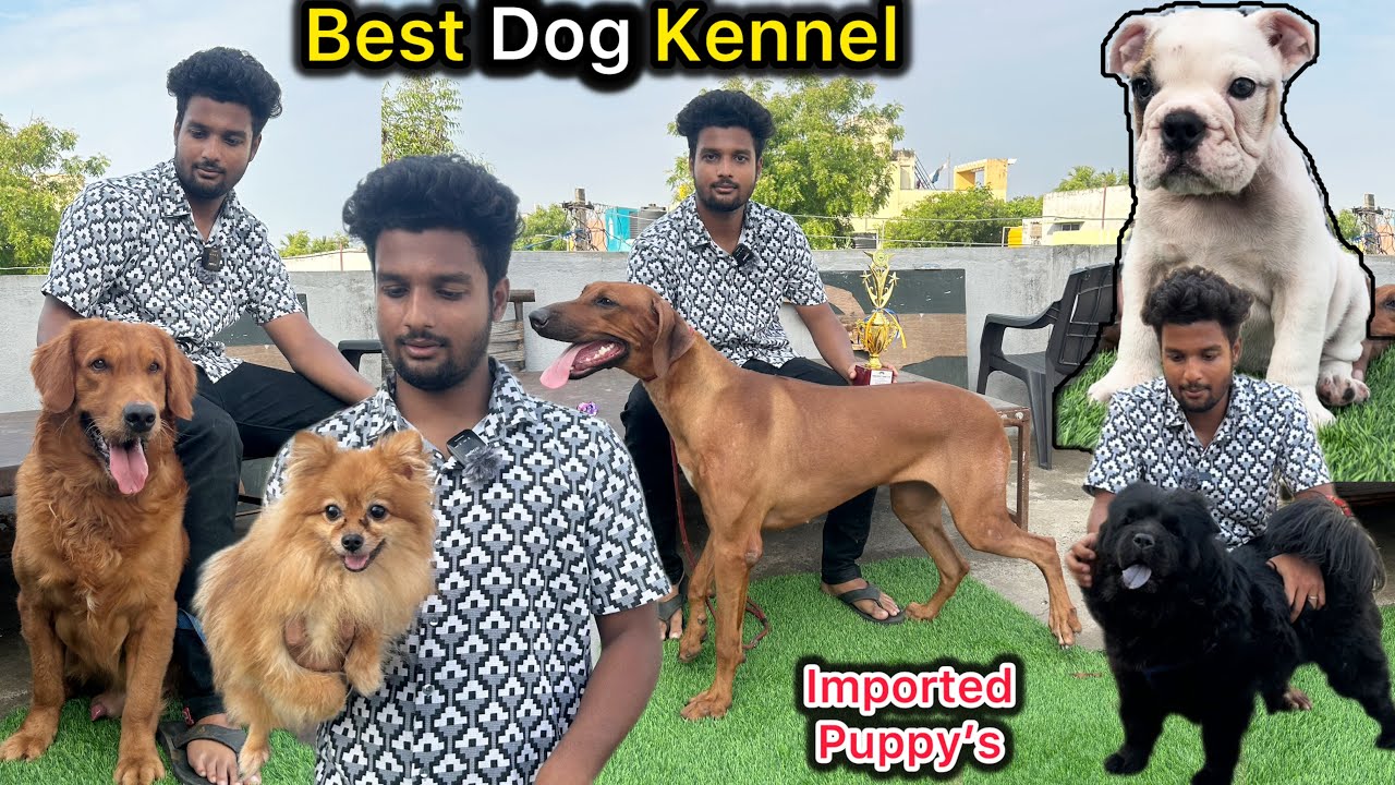 💥Best Dog Kennel | 😱இது என்ன புது Dog ah இருக்கு⁉️| SV Pet's🔥Chennai | Imported Dog's #dogstamil
