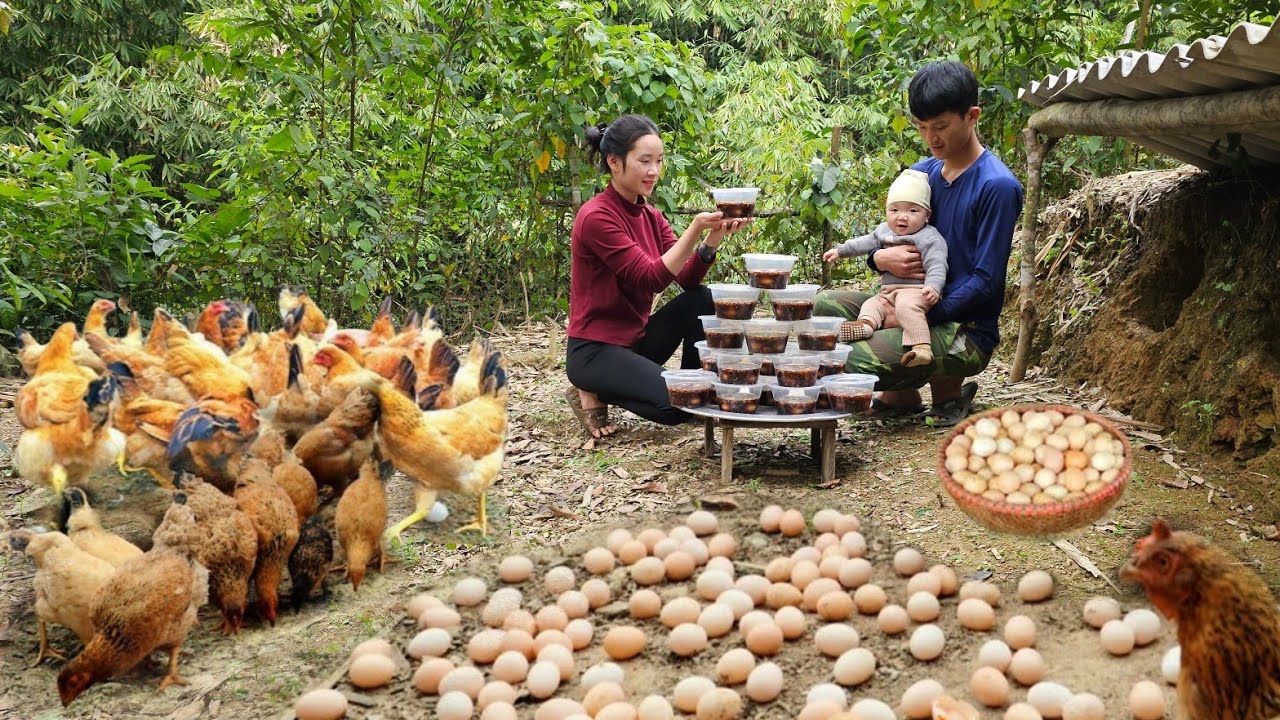 The hens lay lots of eggs, Harvest and process eggs soaked in soy sauce.It's unbelievably delicious!