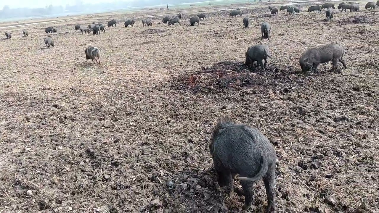Daily  village  animals# pig