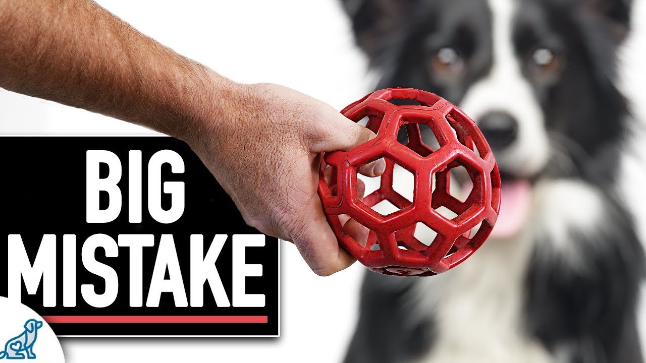 You&rsquo;re Probably Using The Wrong Reward In Your Dog Training