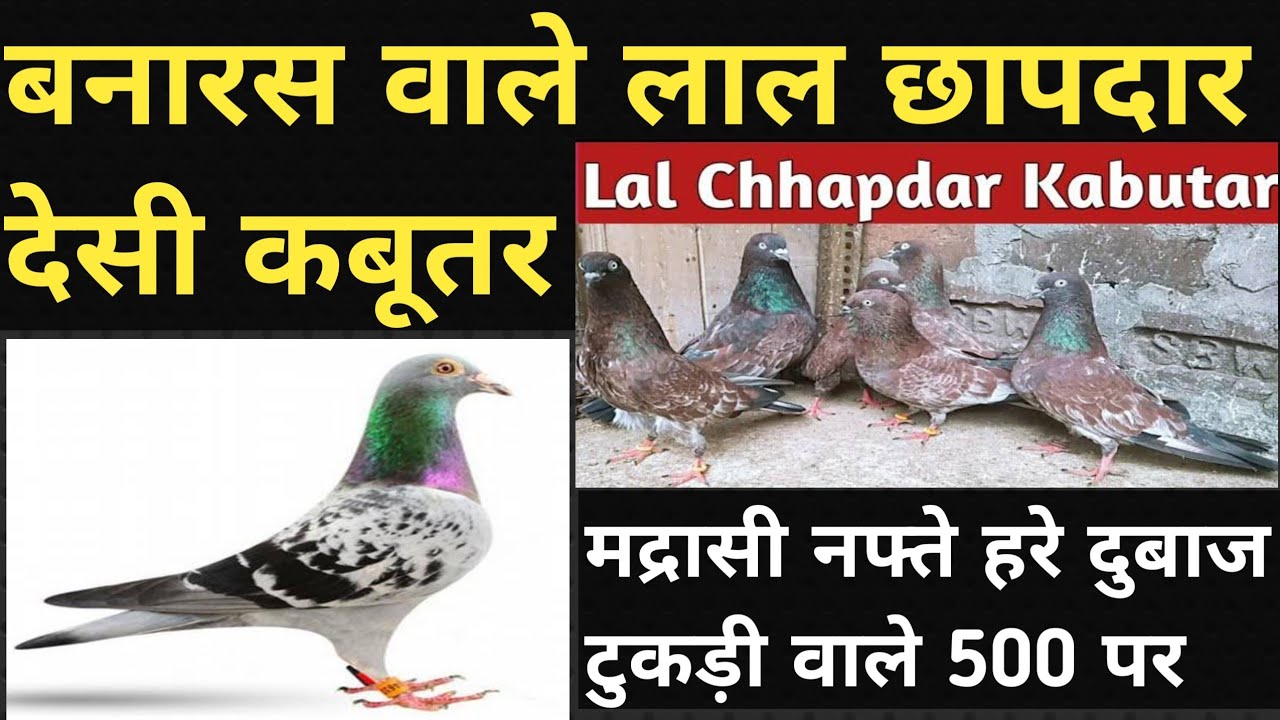 उस्तादों की पसंद एंटीक आँखो वाले मद्रासी कबूतर |बनारस वाले छापदार देसी कबूतर |संडे सेल 350 पर |30/08