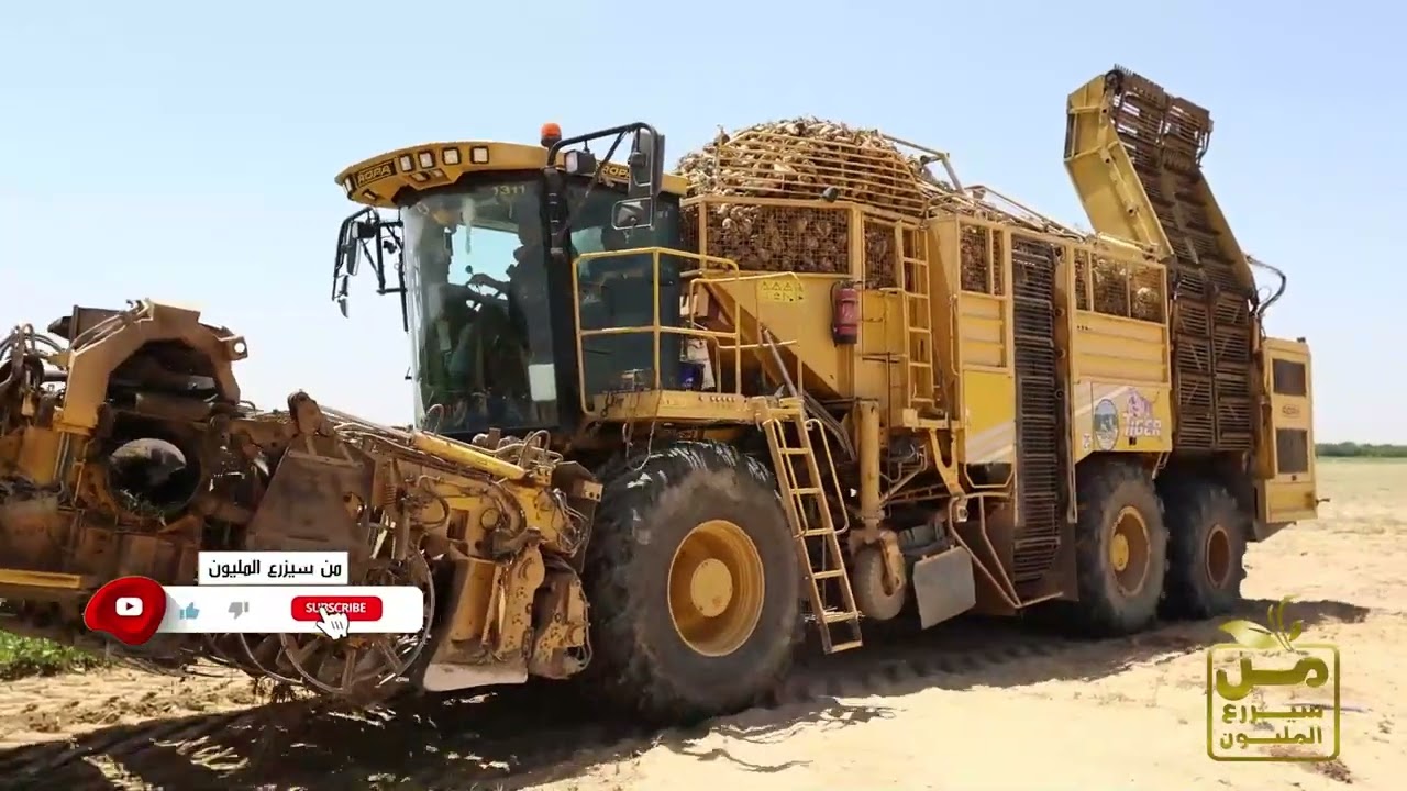 حصاد بنجر سكر روسي مذهل  لشركة شوجفا أجروهيم في مزارع الحاج صبري المسارع.. إنتاج يصل لـ 60 طن للفدان