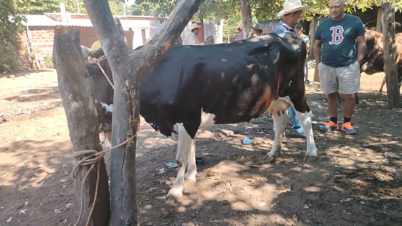 Vacas paridas en El Transito San Miguel El Salvador On 