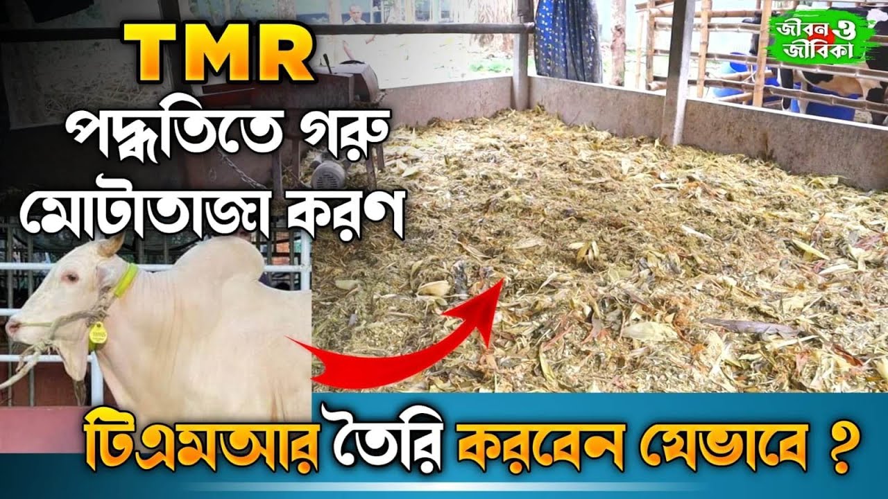 টি এম আর পদ্ধতিতে গরু মোটাতাজা করণ। টিএমআর তৈরি করবেন যেভাবে।  how to make tmr for cows