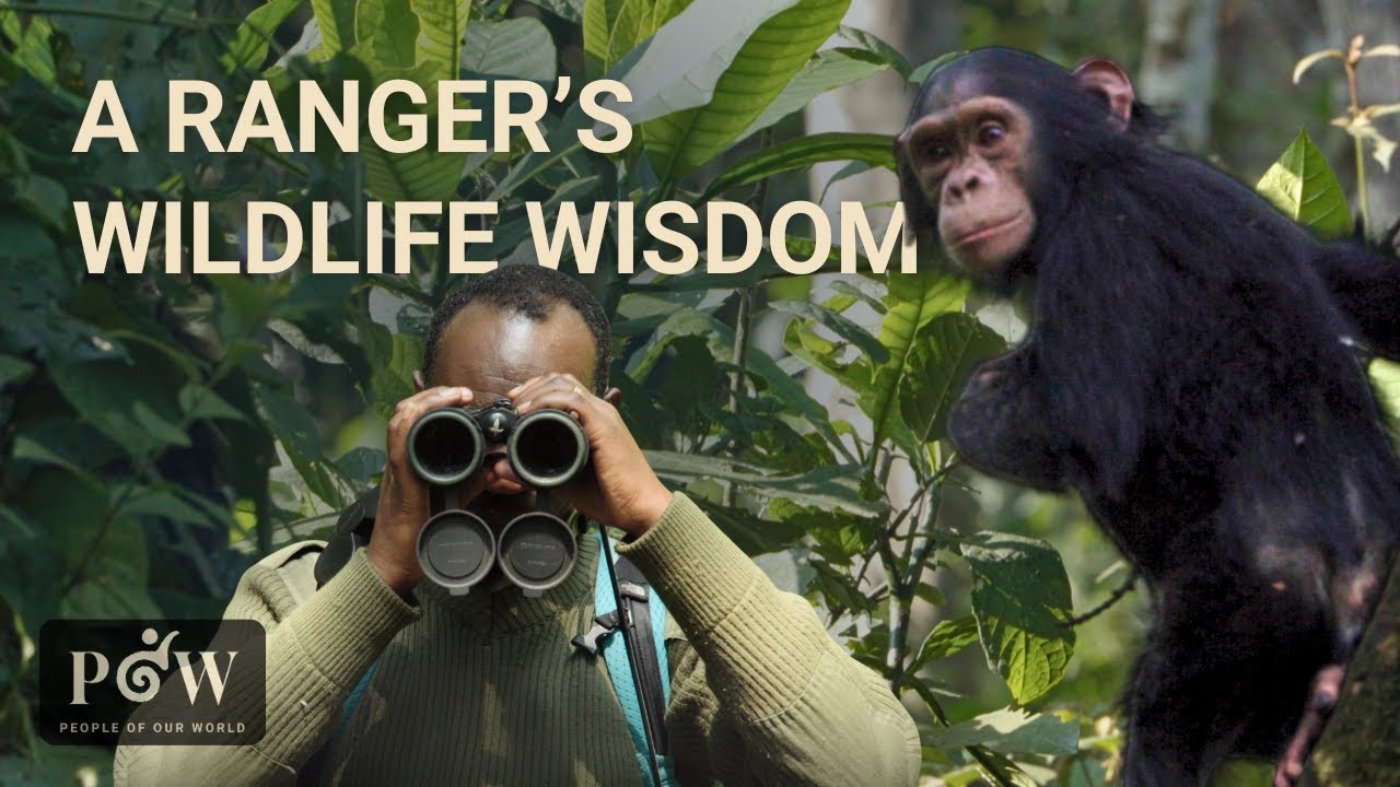 Rwandan Ranger Reveals What Chimpanzees Taught Him About Life