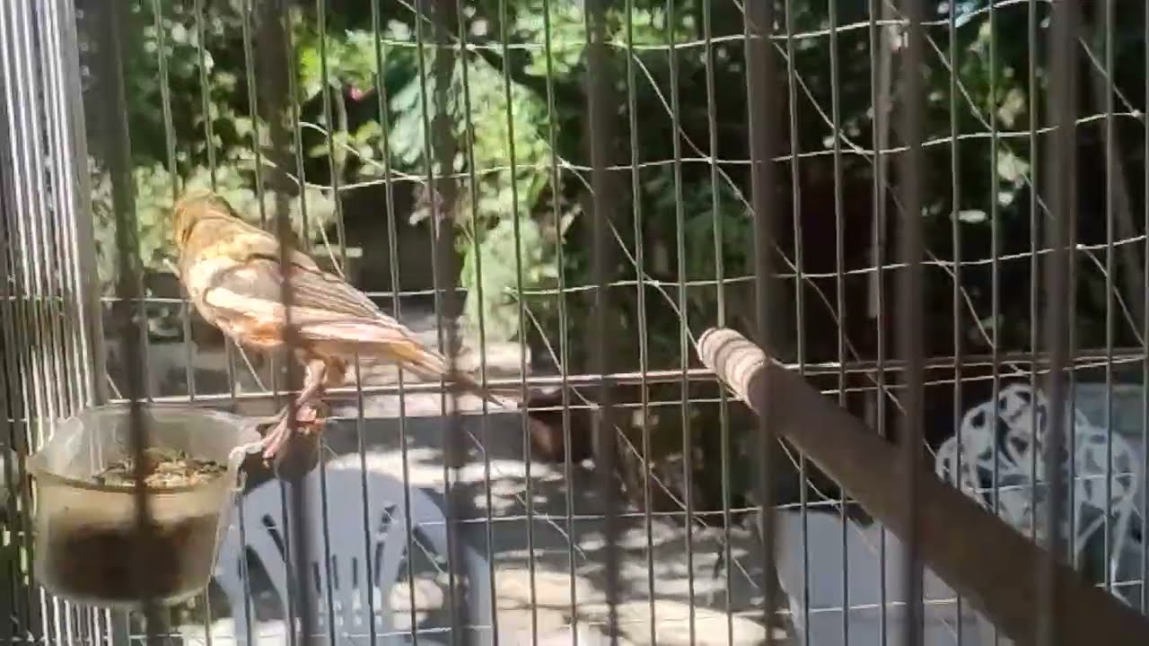 Filhotes canários a vendas ...