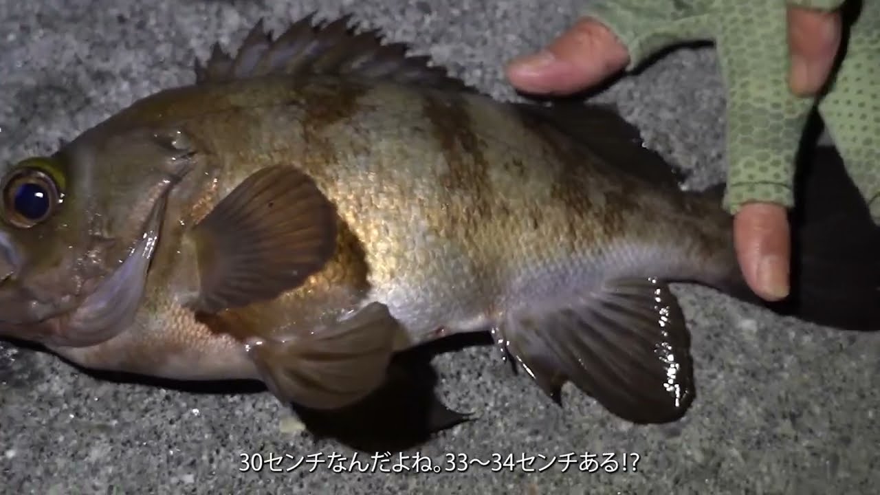 【切り抜き】激釣メソッド「ボトムワインド」【デカメバル攻略法】