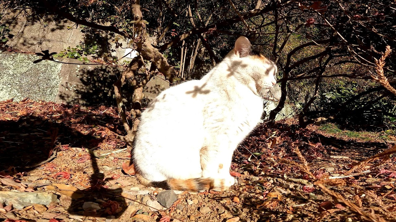 まだまだ寒いので太陽の光で体を温める野良猫
