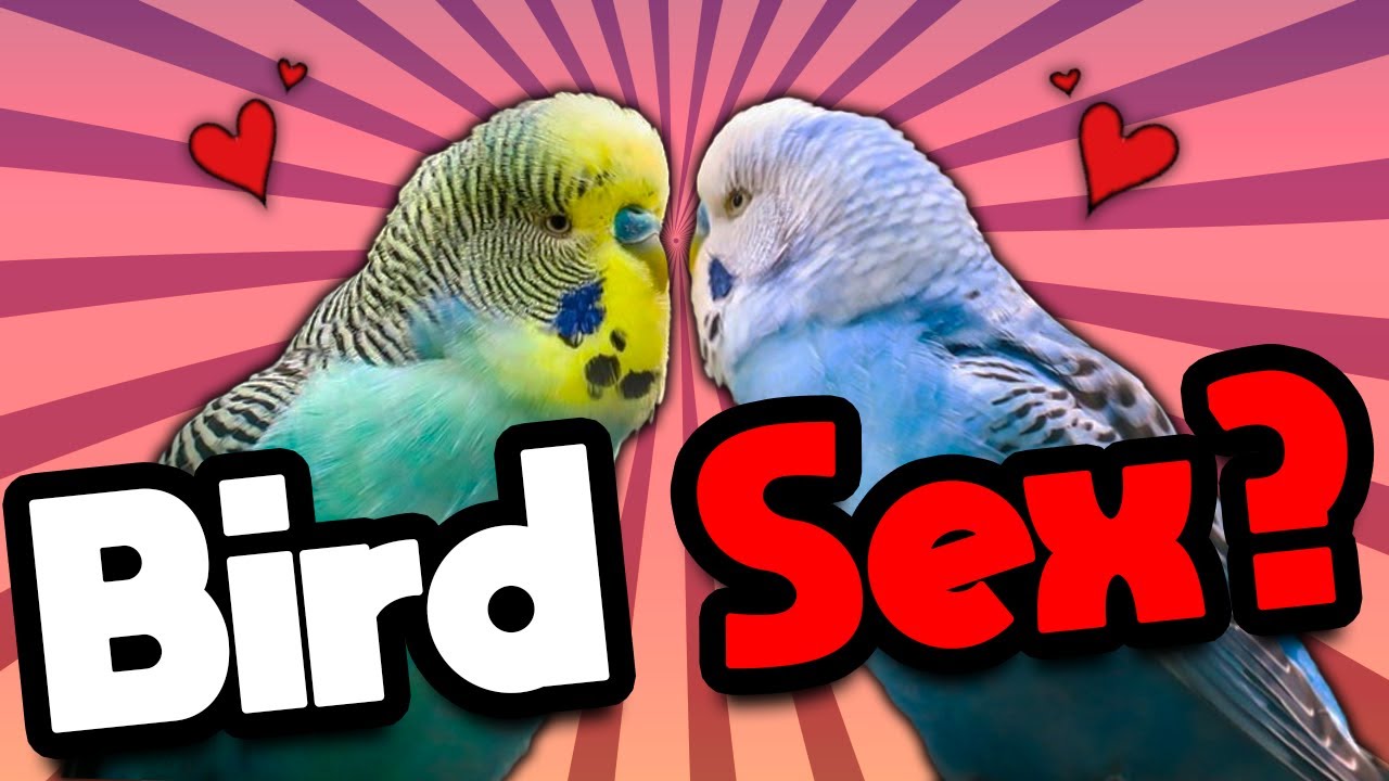 How do birds mate?
