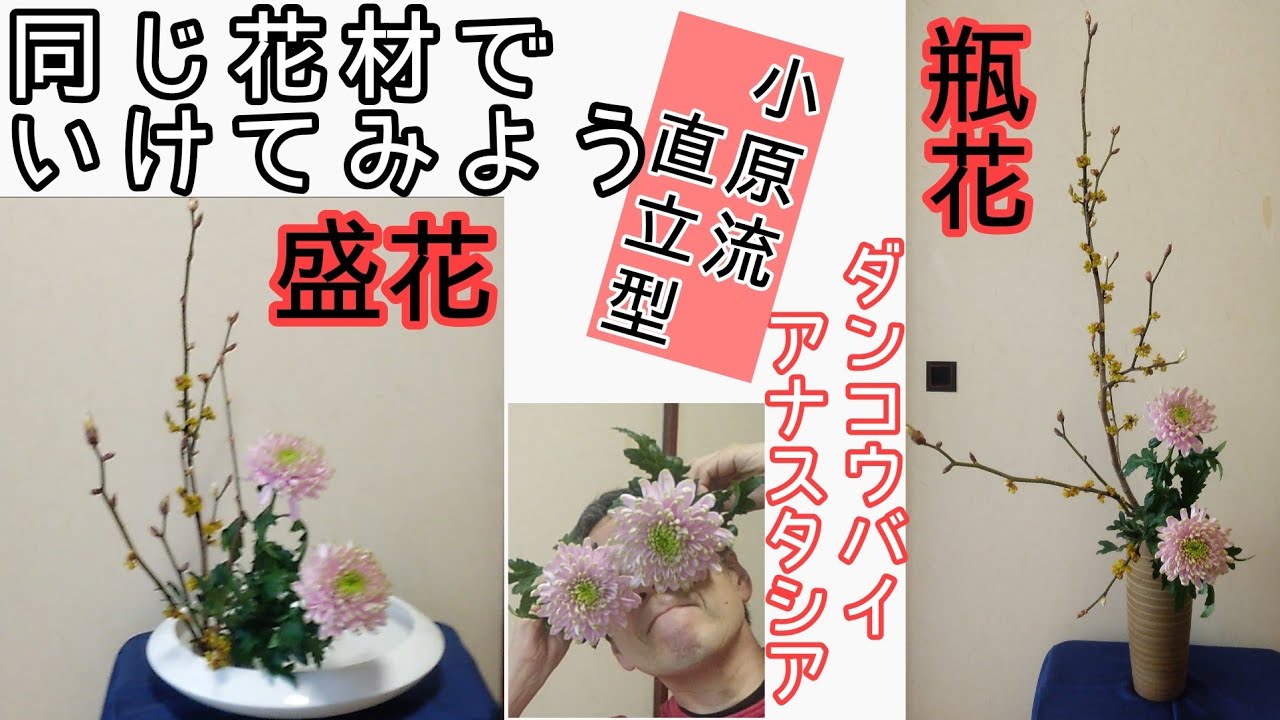 【よくわかる生け花】同じ花材で瓶花と盛花をいけてみよう！　いけばな小原流　瓶花　直立型　盛花　直立型　ダンコウバイ　檀香梅　菊　アナスタシア　始めよういけばな　レッスン！