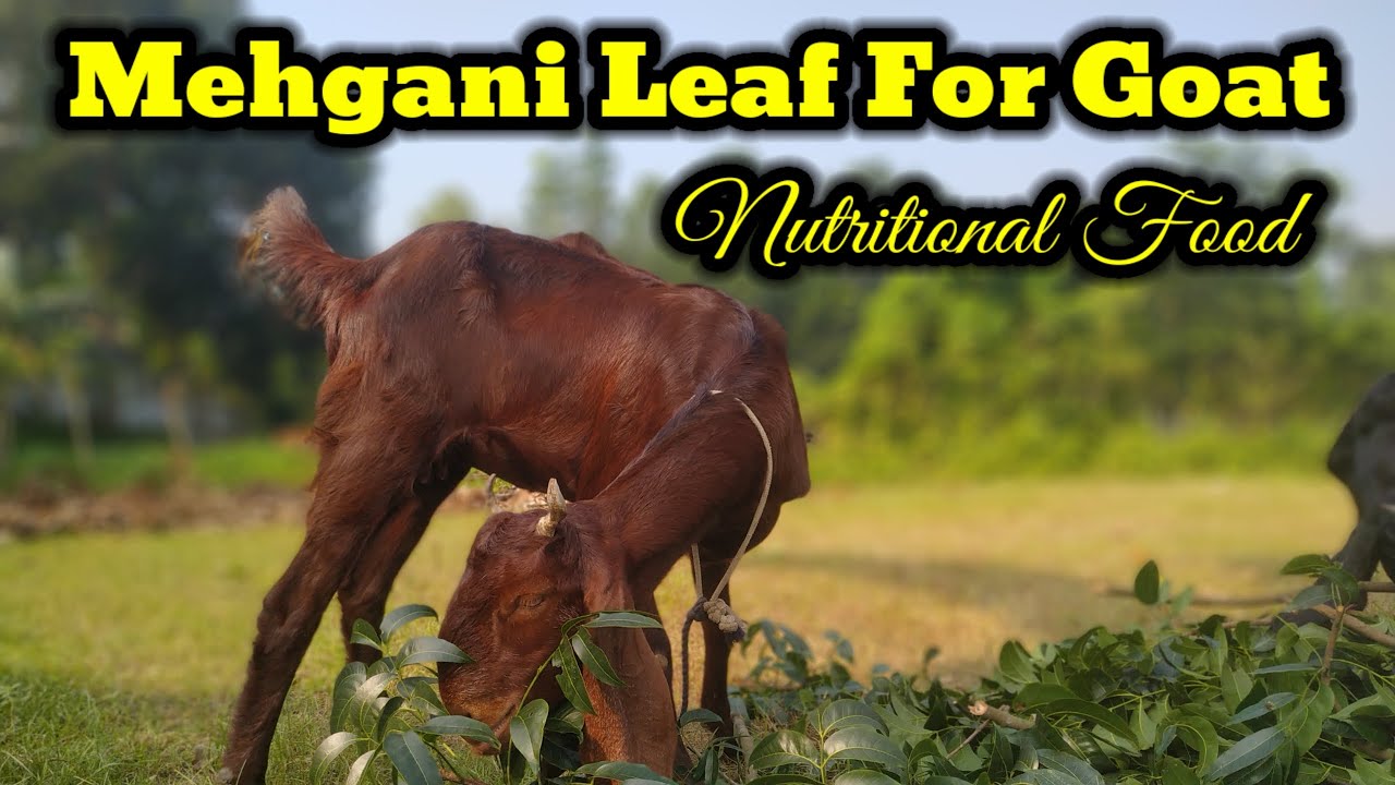 Bangladeshi Goat Eating Nutritional Mehgani Leaf