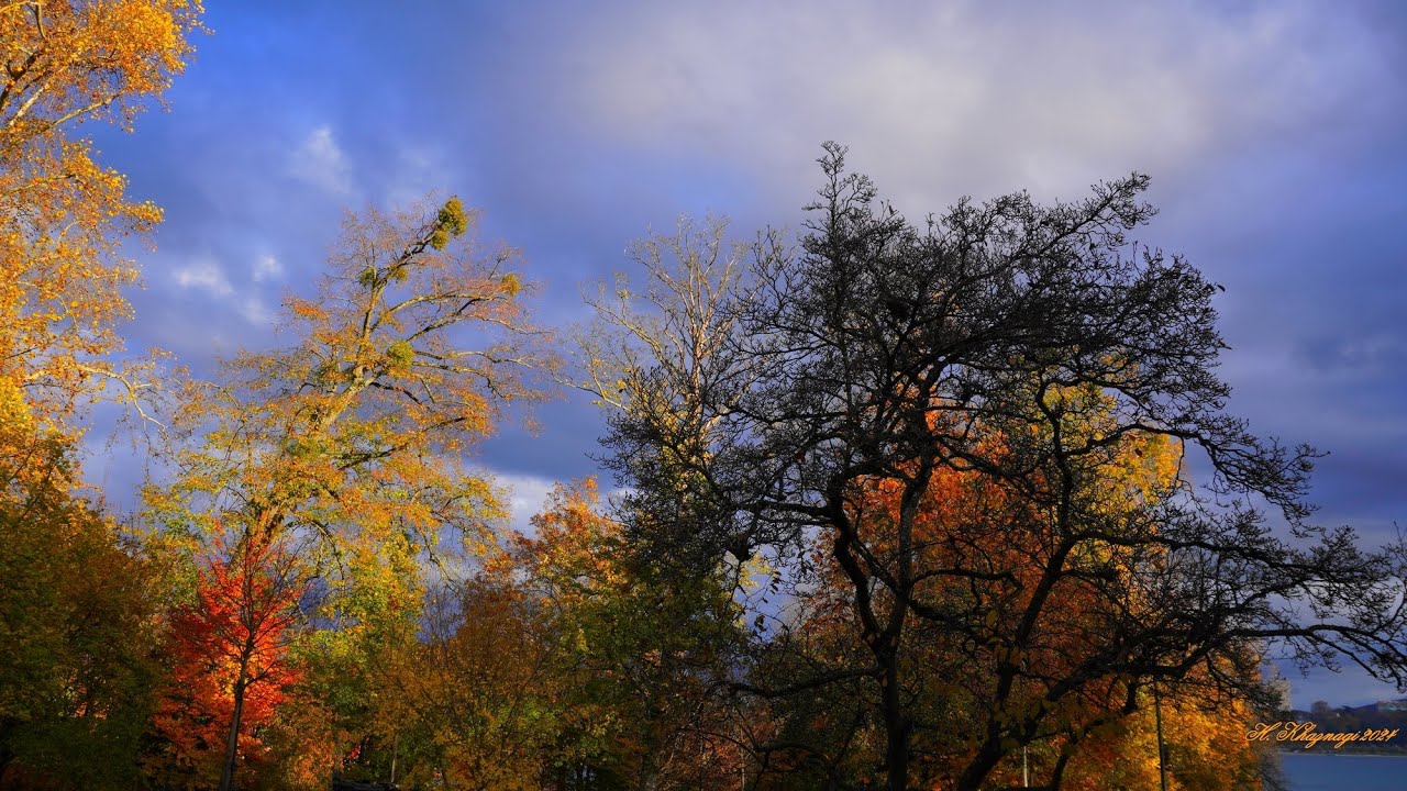 Couleurs d'automne. Eric Clapton : Autumn Leaves