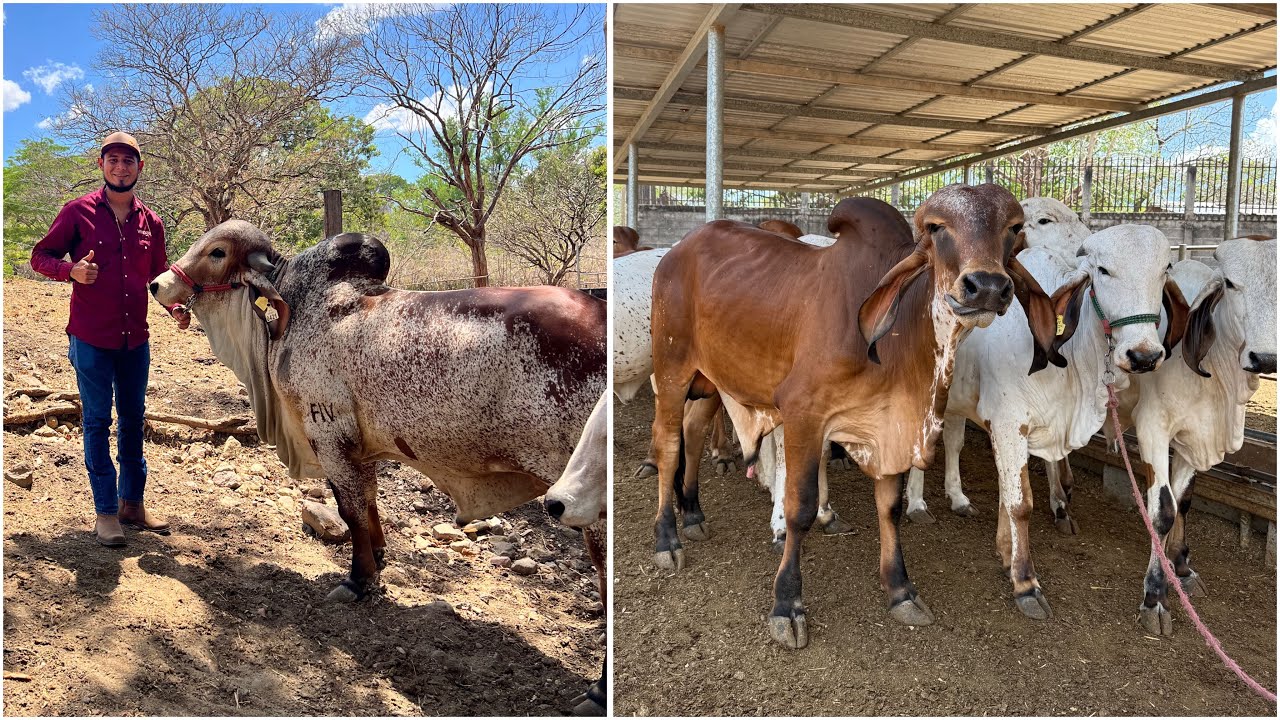 😱🐄Llegamos al paraíso del gyr ganado de Rancho la esmeralda 😱🐄