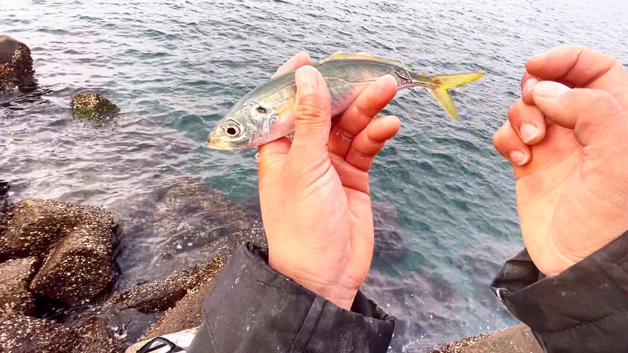 本気で高級食材を釣りたい。