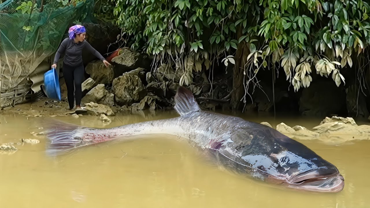 Catching 3000+ Giant Wild Catfish & Carp by Hand from Mud Pond to Sell at the Market on Rainy Day