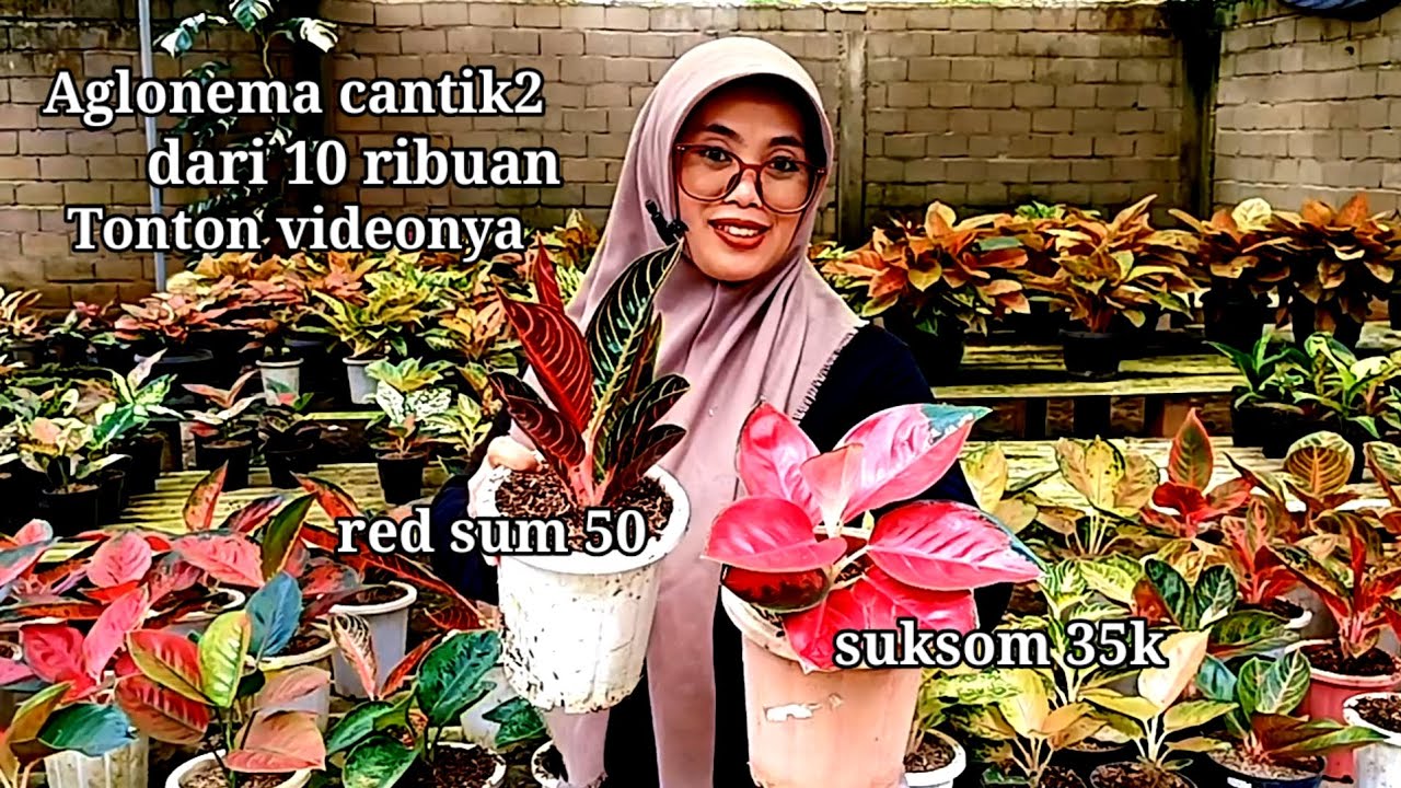 Aglonema cantik² harga murce dari 10 ribuan