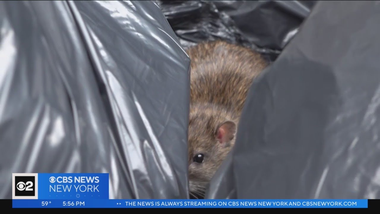 Inside one of NYC's new rat mitigation zones