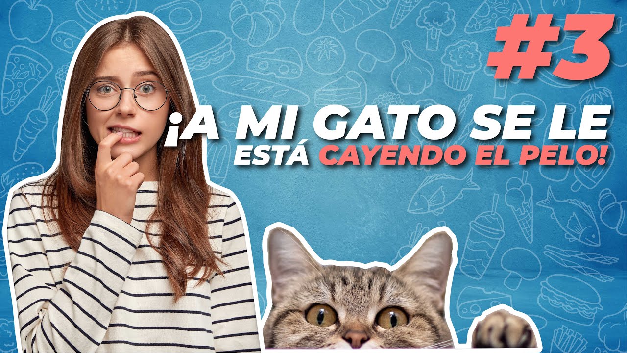 ¿Por qué mi GATO pierde PELO por ZONAS?🐈🐈 ¡6 causas! ✅ | Agrocampo|