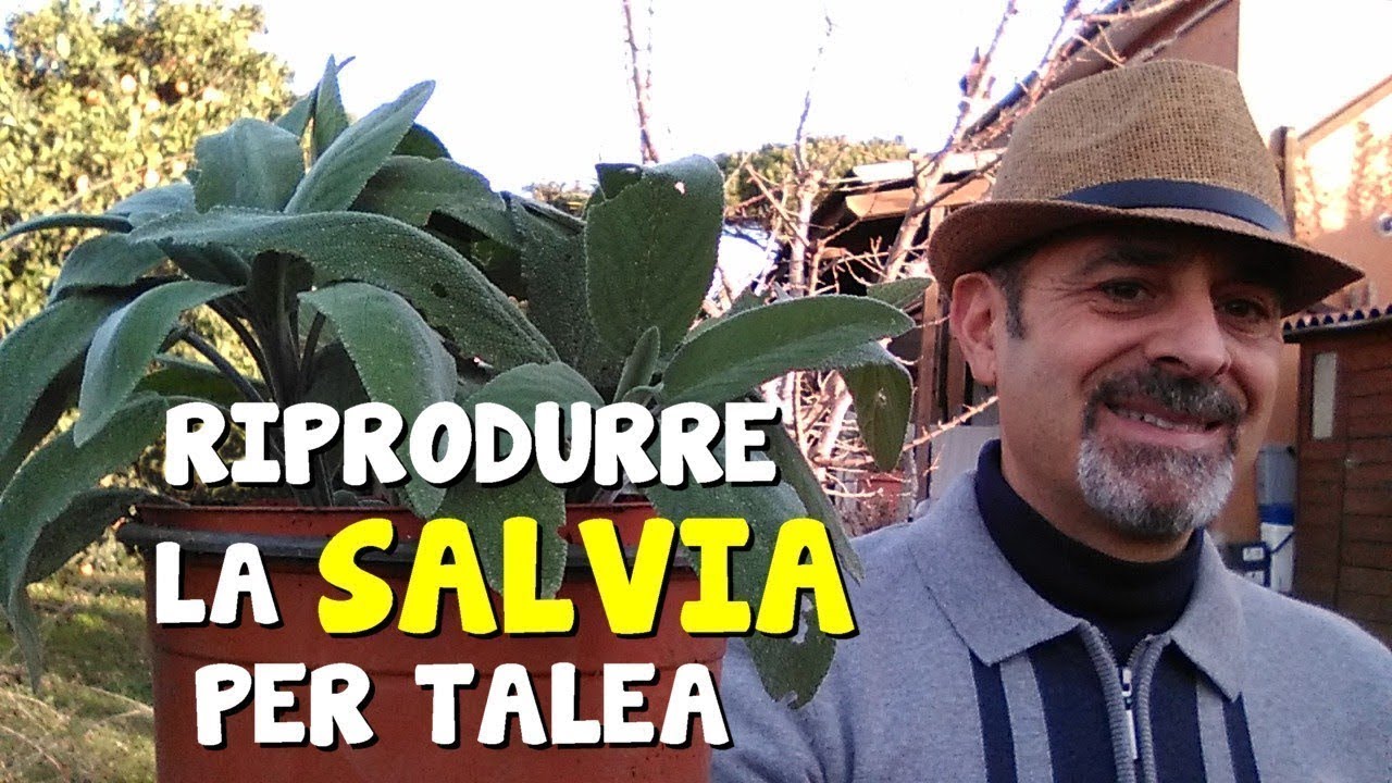 RIPRODURRE LA SALVIA PER TALEA
