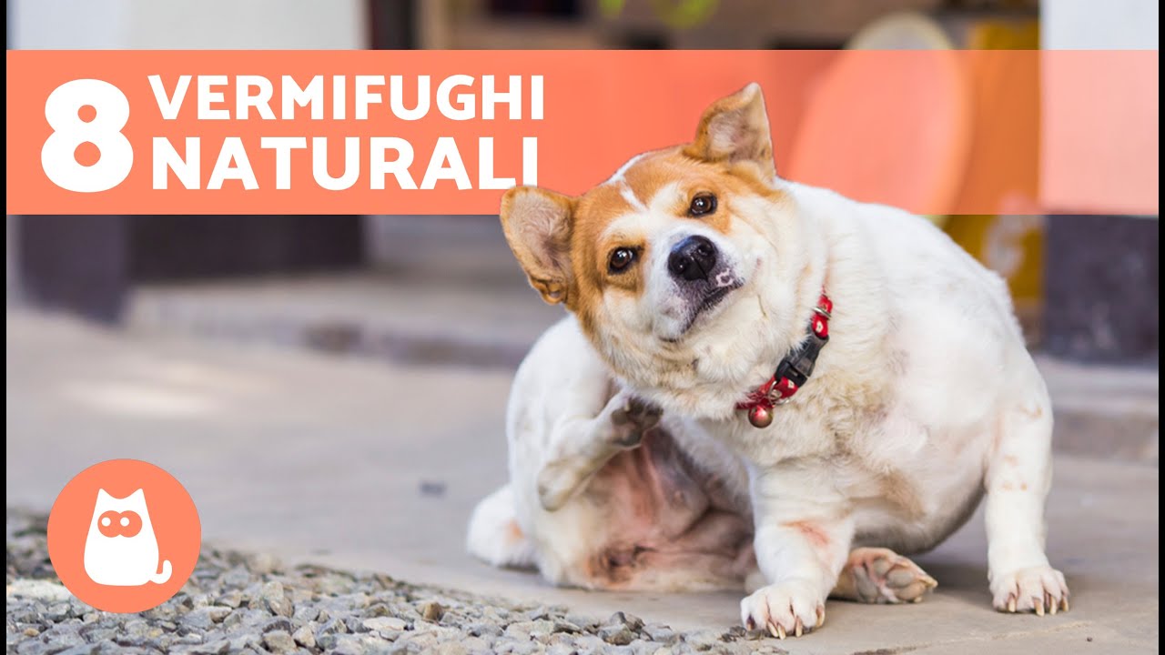 8 migliori VERMIFUGHI NATURALI per CANI 🐶✅ | Come sverminare un cucciolo in modo naturale
