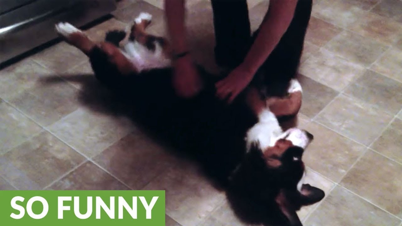 Extremely lazy dog refuses to go to bed
