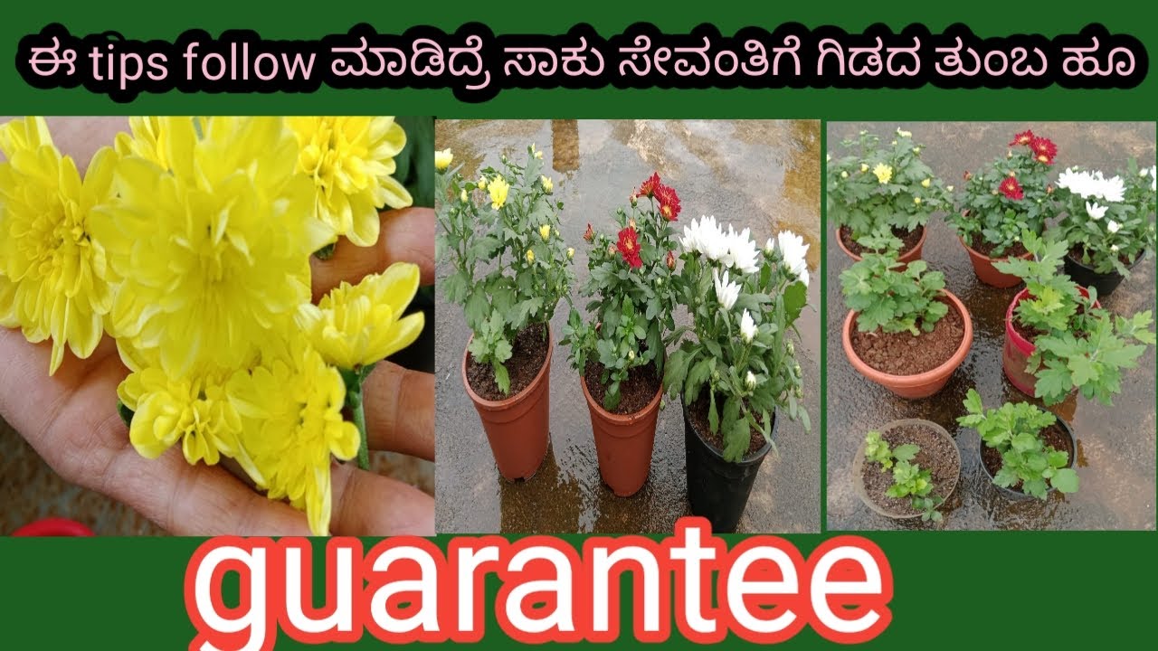 ಈ tips follow ಮಾಡಿದ್ರೆ ಸಾಕು ಸೇವಂತಿಗೆ ಗಿಡದ ತುಂಬ ಹೂ guarantee|journey from pinching to flowering|