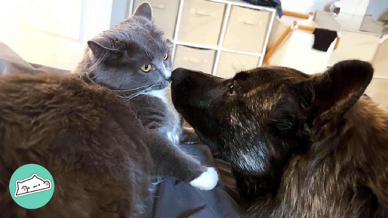 Cat Used To Hate This Pup. Now They Share One Cat Tree | Cuddle Buddies