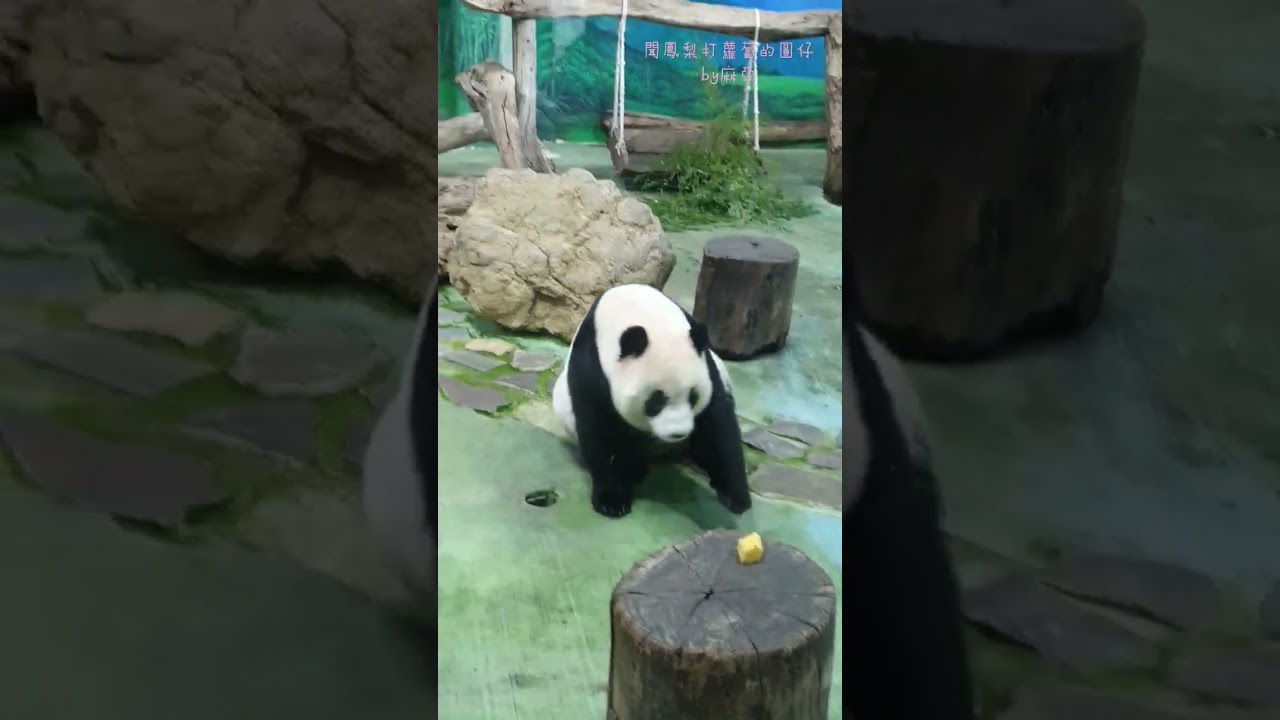 20221112 鳳梨蘿蔔今天圓仔先選哪一個？#yuanzai #panda #shorts