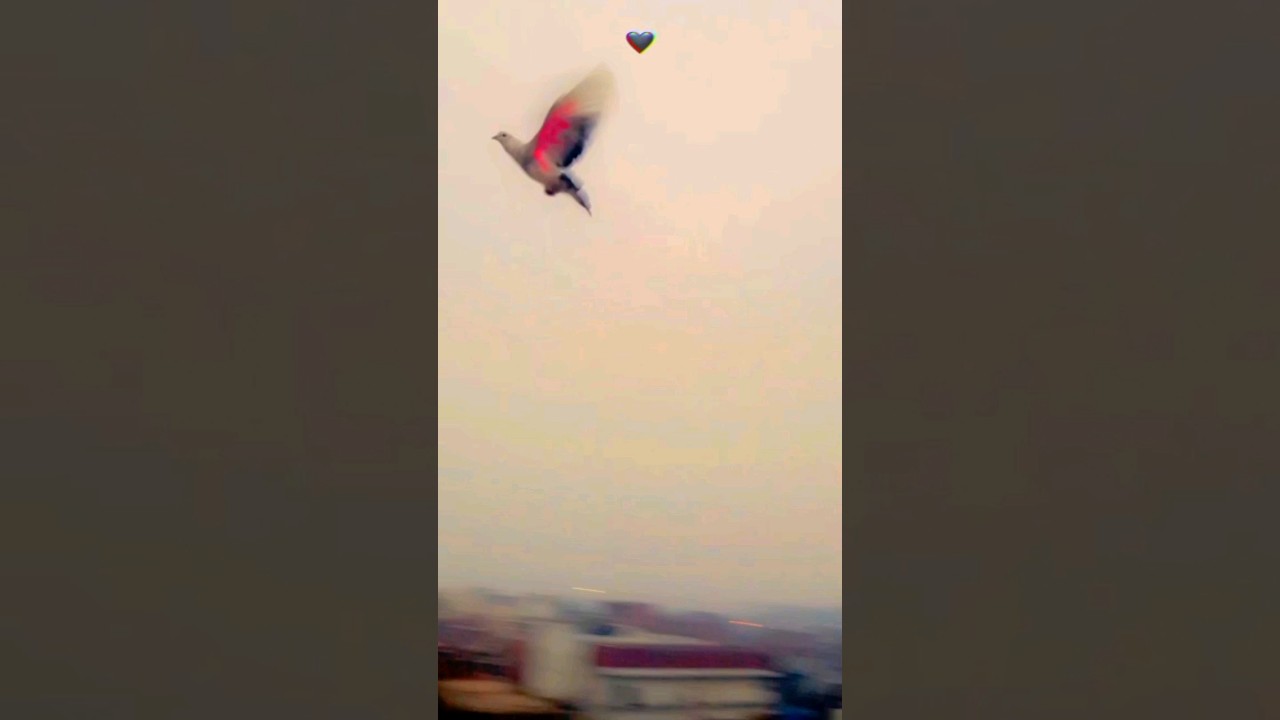 Pigeon flying 🐦 #shorts #ytshort #pigeonstatus #birds