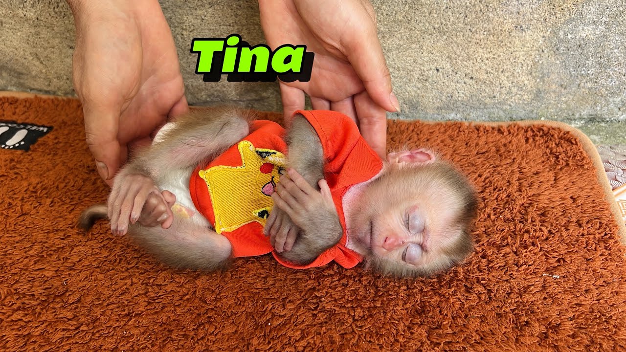 Poor little monkey Tina fell asleep while waiting for her mother to come home