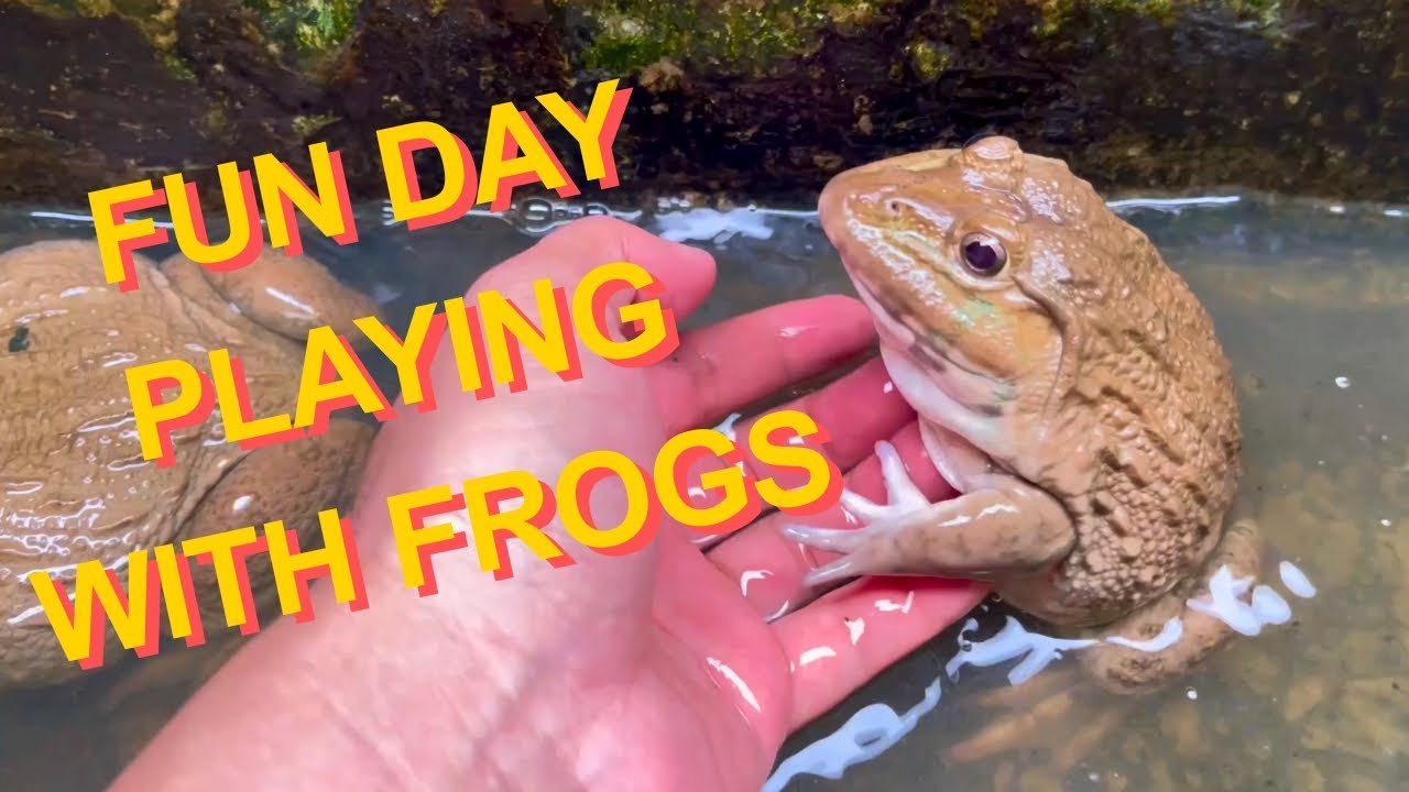 Fun Day Playing With Frogs