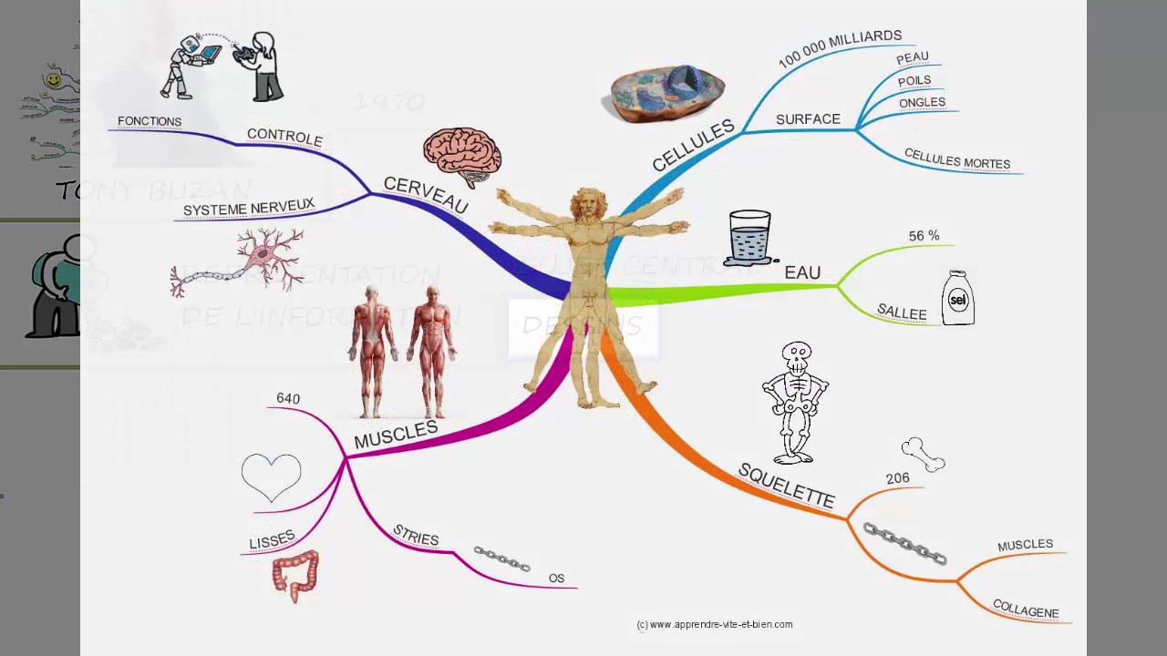 Qu'est-ce que le Mind Mapping (carte mentale)?