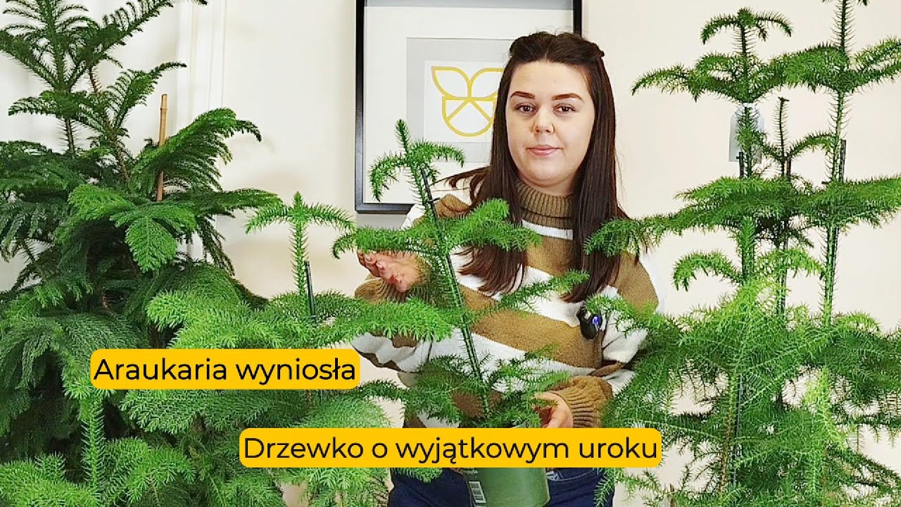 Araukaria Wyniosła: Jak uprawiać i pielęgnować świąteczne drzewko. Porady i wskazówki.