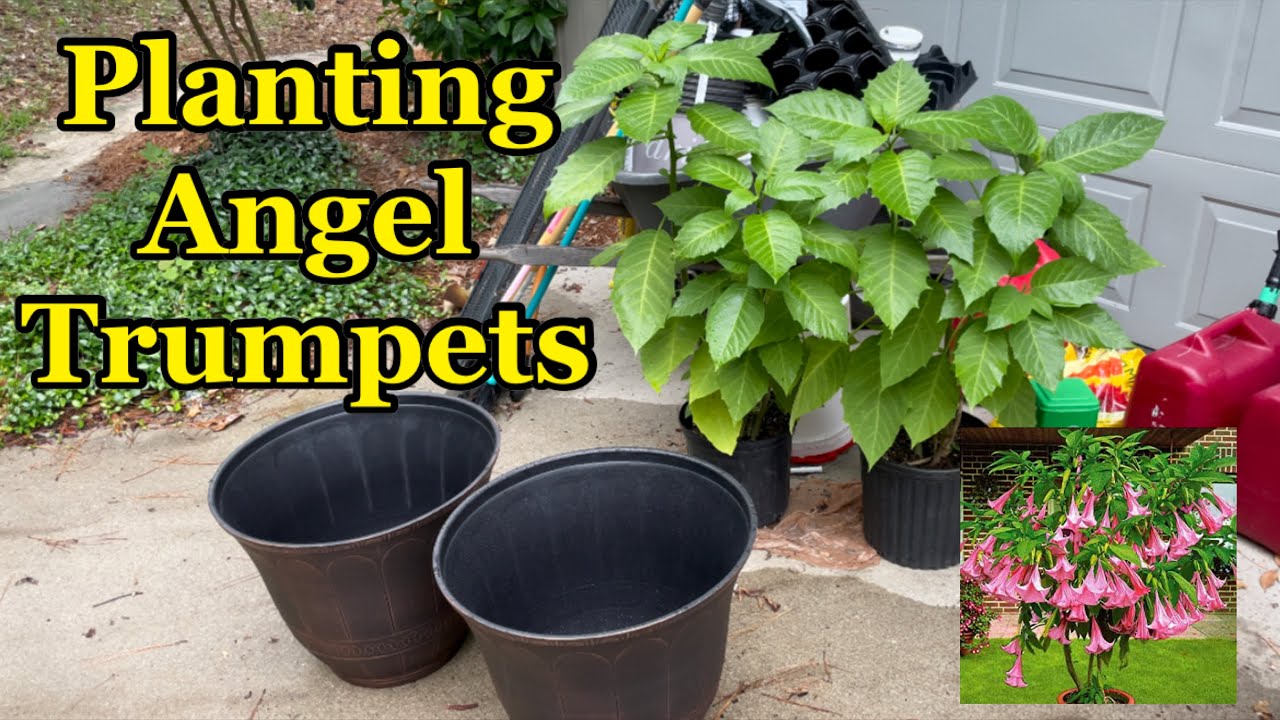 Planting Angel Trumpets in Containers for the First Time