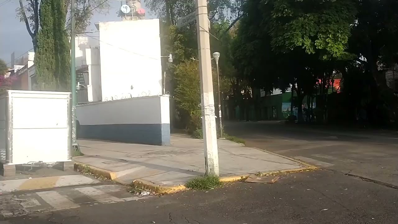 Unos pajarillos cantando en un pedacito de jungla en la CDMX