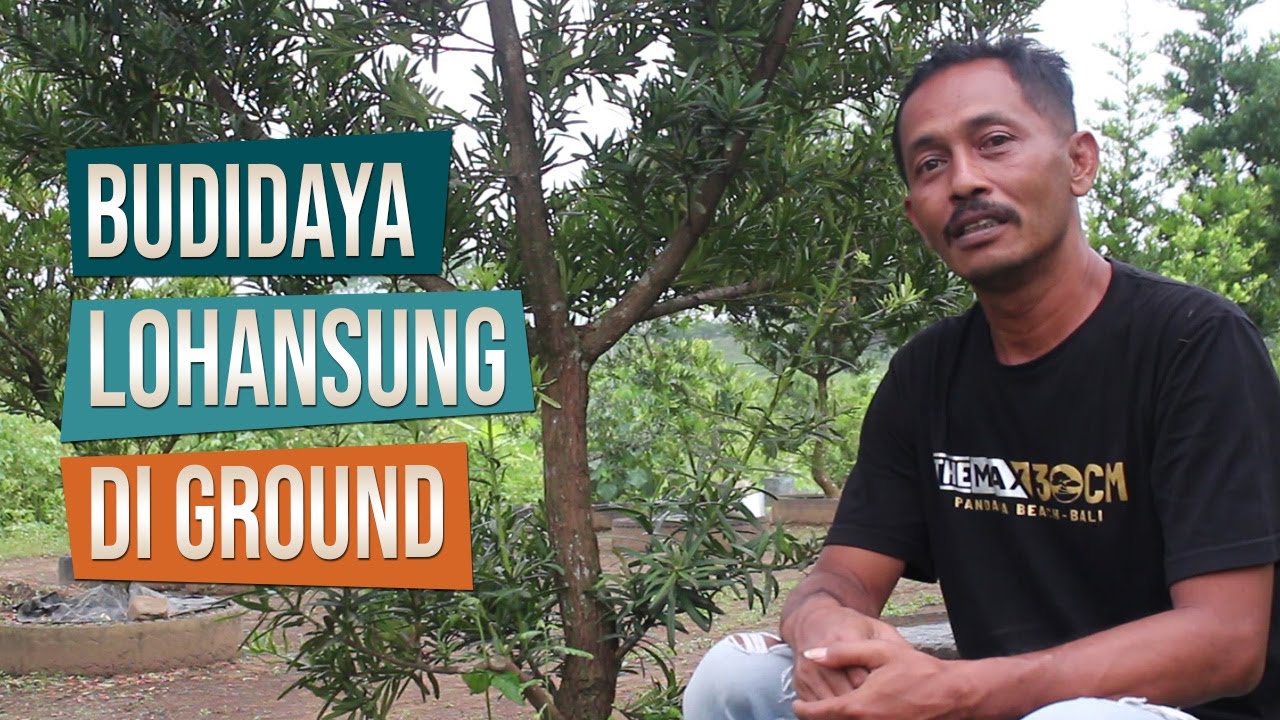 Bincang Bonsai Tentang Budidaya Bahan Bonsai Lohansung di Ground Bersama Pak Agus Akmil Magelang