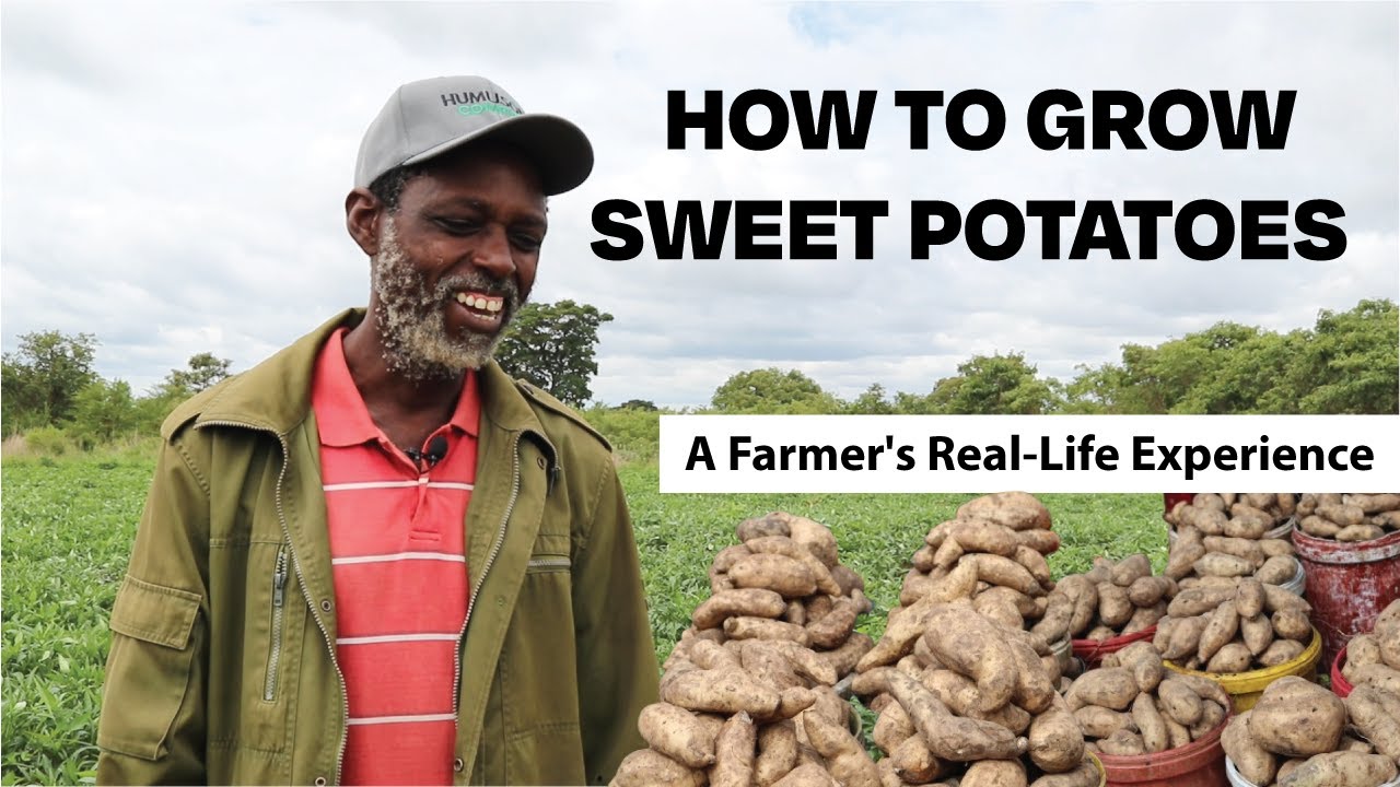 How to Grow Sweet Potatoes: A Farmer's Real-Life Experience