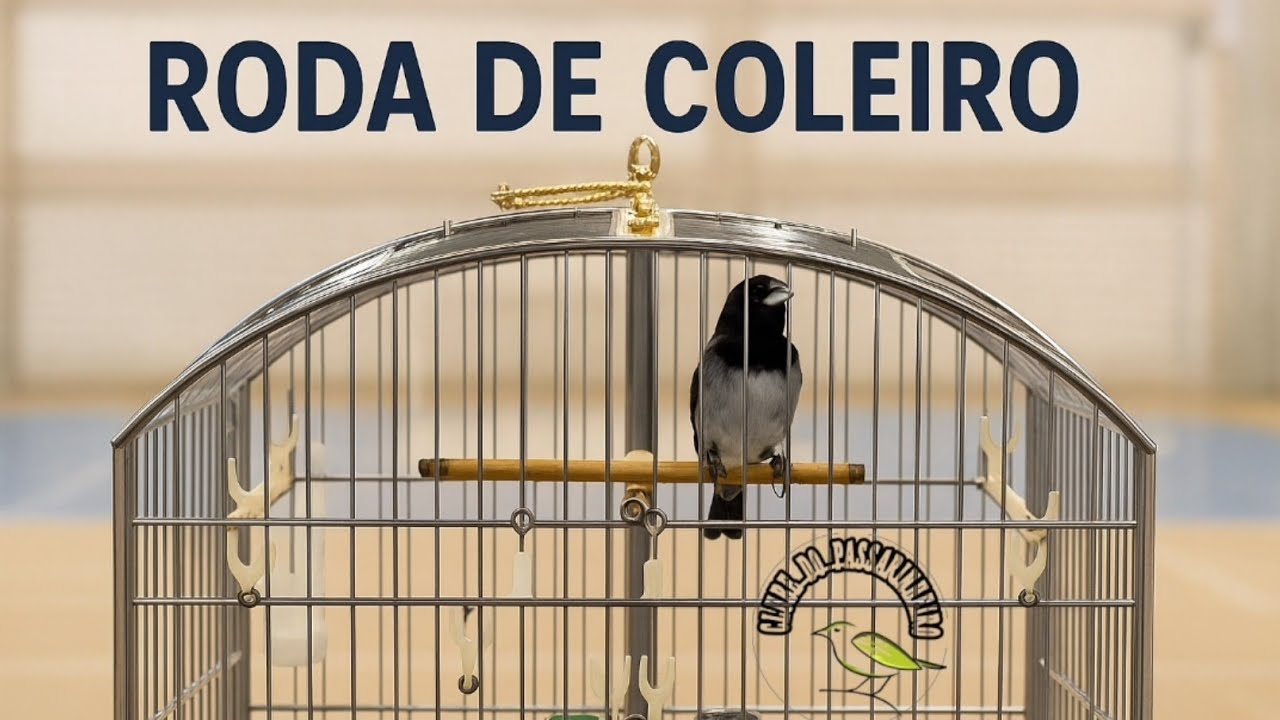 Roda de coleiro para treinamento