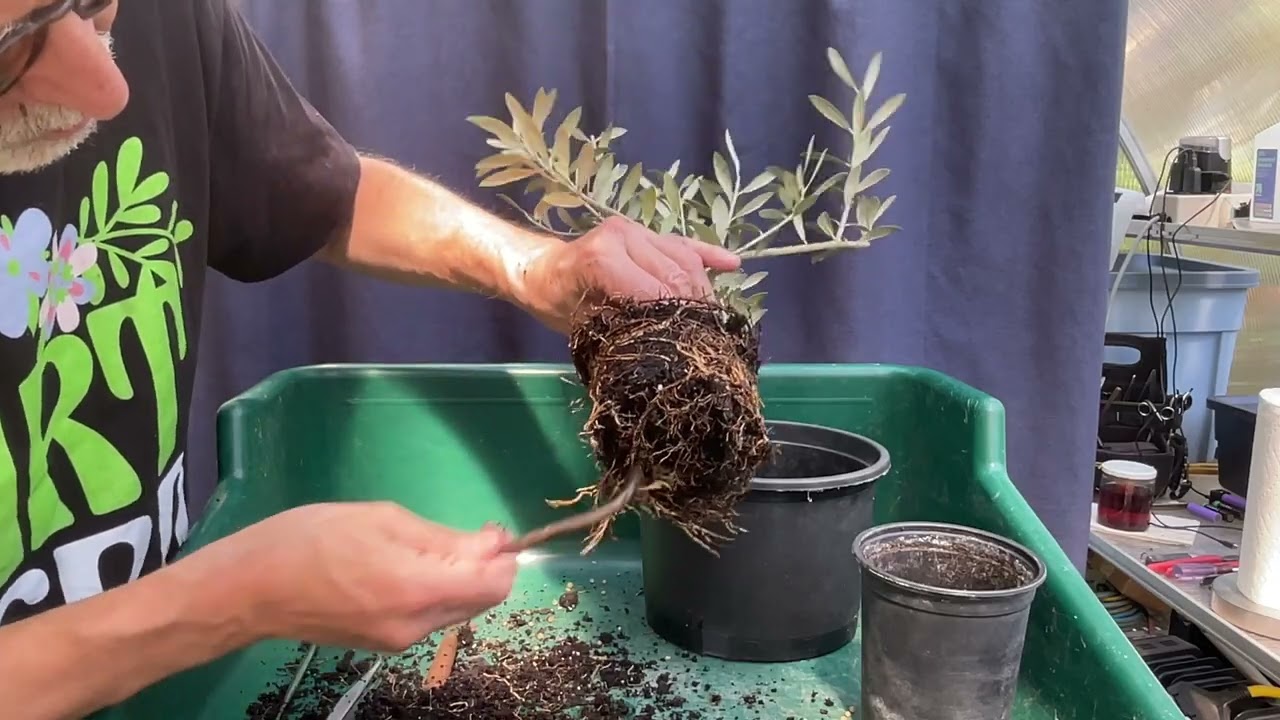 Up-Potting an Olive Tree from Aldi.  9-Sep-2024